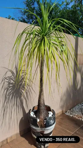 Planta ? Pata de Elefante .