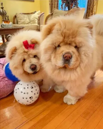 Chow chow americano top
