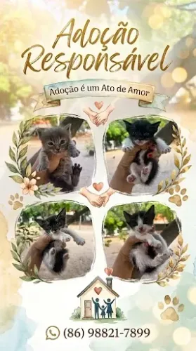 Gatinhos para adoção