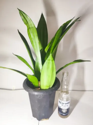 Espada-de-São-Jorge Prateada / Moonshine - Planta Grande no Vaso