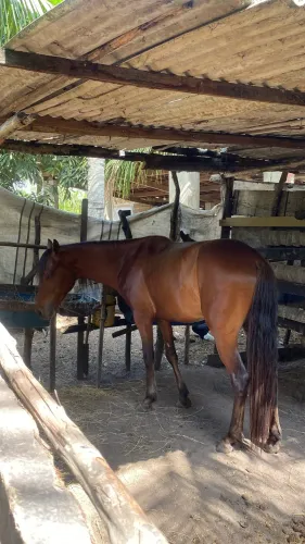 Cavalo quarto de milha garanhão