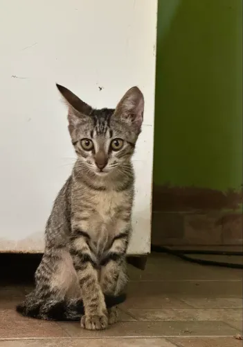 Doação de gato | Duas gatas fêmeas 