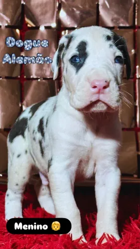 Dogue alemão 