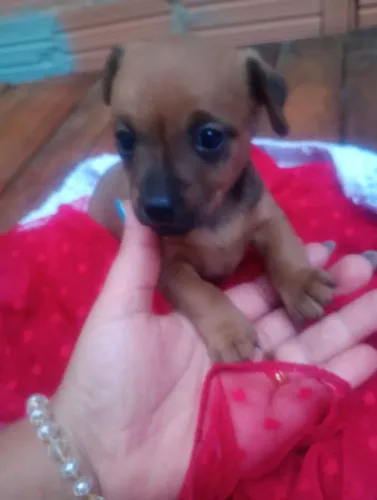 Pinscher 1