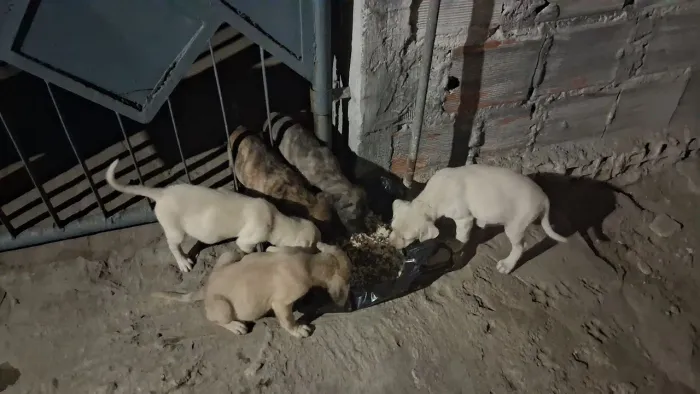 Adoção de cães