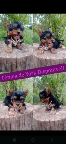 Yorkshire Terrier Fêmea 