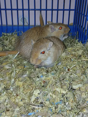 Vendo gerbil