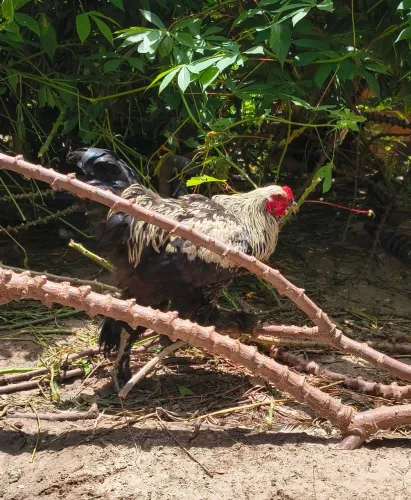 Frango Brahma dark