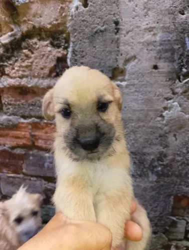 Cachorrinho místiço tem dois meses
