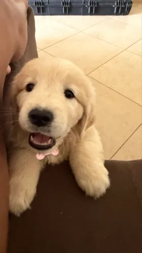 Vende golden retriever fêmea 