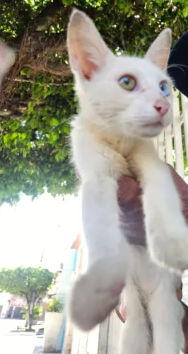 Gato