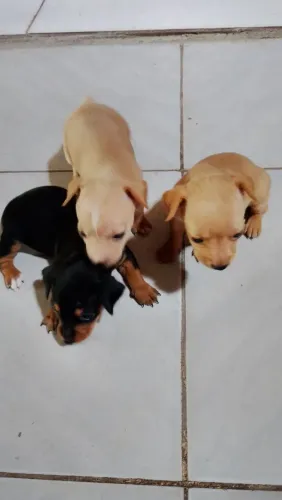 Cachorro Filhotes Pincher 350,00