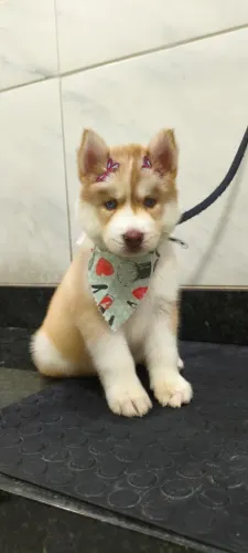 Filhotes de husky siberiano pra vender