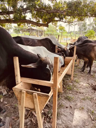 Sítio na Colônia do Miranda em São Cristóvão