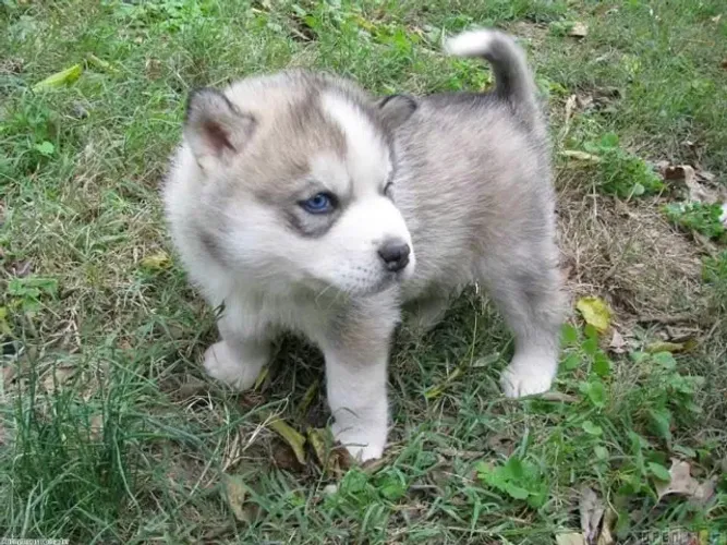 Filhotes de Husky Siberiano | Filhotes felizes esperando você.
