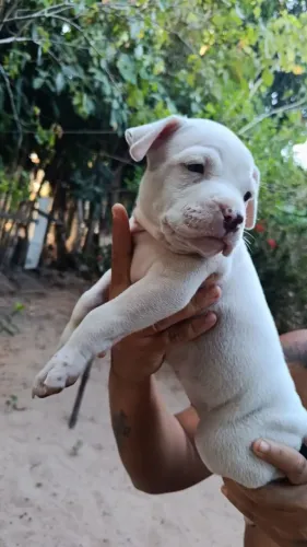 Vendo filhote de pitmonster 