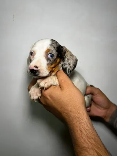 Filhote de Dachshund (Salsichinha) - Lindo e Saudável 