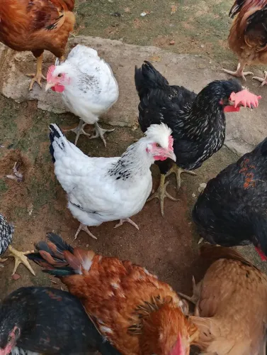Galinha balão tradicional.