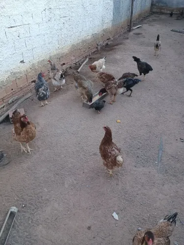 Galinha caipira