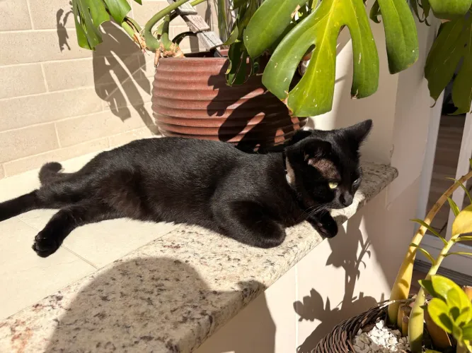 Doação de gatos 