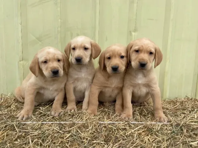 labrador, a melhor escolha para a sua familia