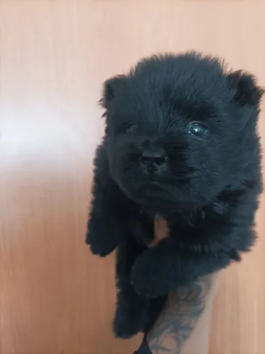 Chow Chow fêmea porte americano 35 dias