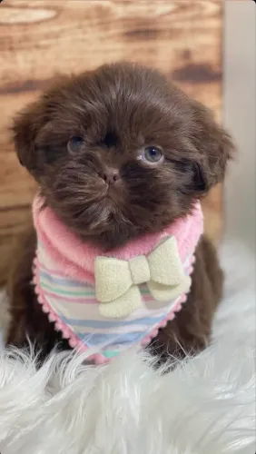 Shih tzu fêmea chocolate