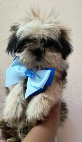 Shih-tzu macho disponível raça