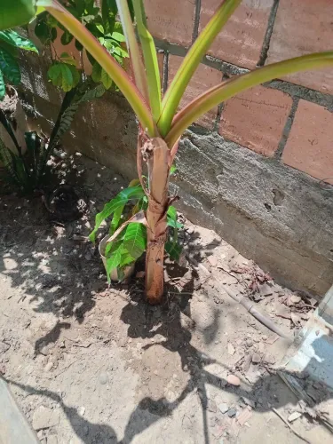 Mudas de banana roxa