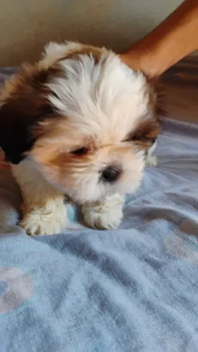 Cachorro raça shih Tzu