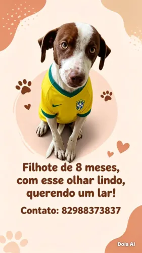 Filhote macho,já com a roupinha da copa pra adoção 8 mese 