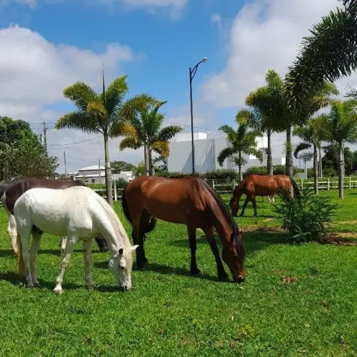Vendo 1 lote 632 m2 no haras Residence