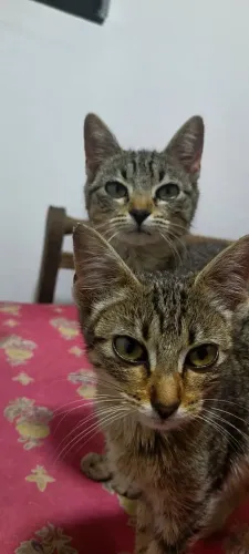 Doação de gatinhas