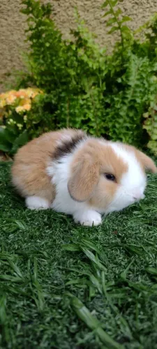 Mini Lop Uruguaio