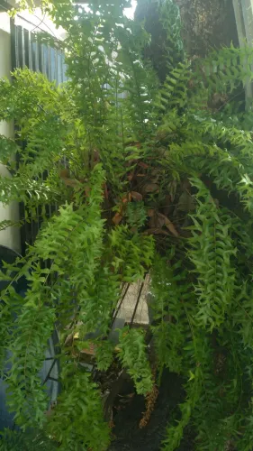 Planta samambaia