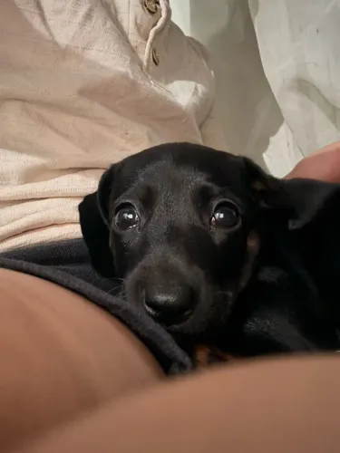 Dachshund Original