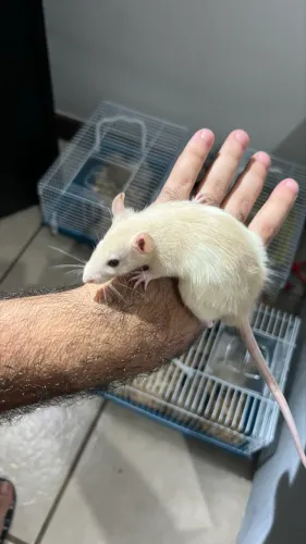 Ratos Twister Filhotes | Pet dócil | BH