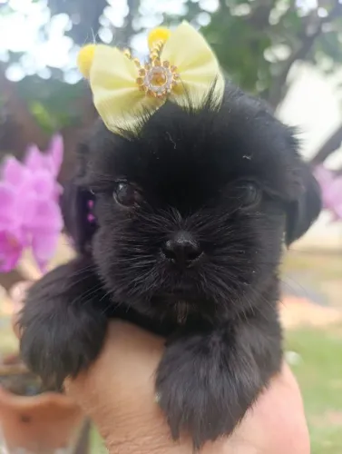 Shih Tzu