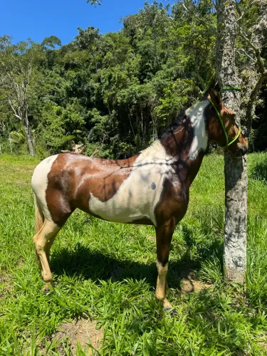 Cavalo/ égua campolina 