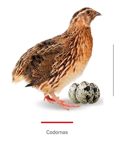 Codorna japônica