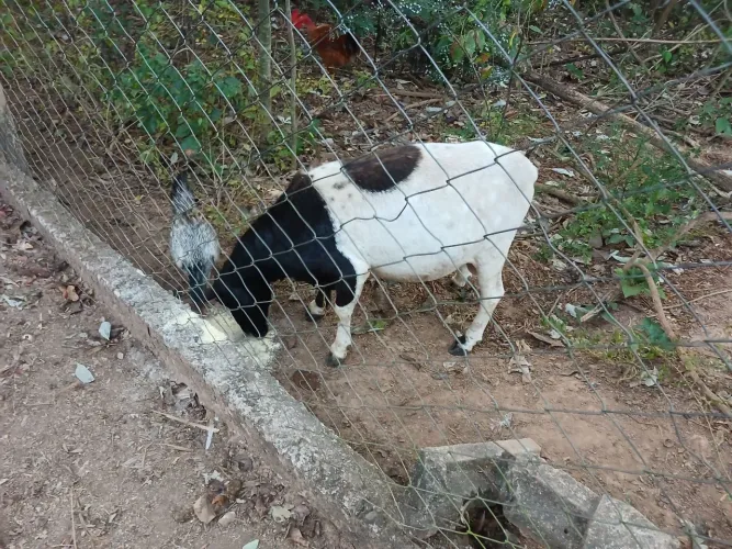 Carneiro