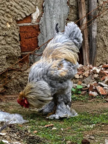 Galinha Brahma Isabella ovos disponíveis