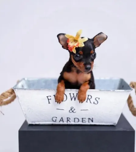Pinscher 0-Disponivel confira disponibilidade 