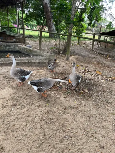 Vendo um casal de ganso 