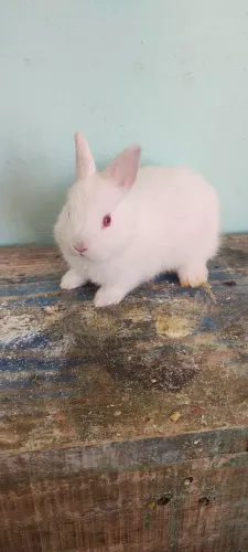 Coelhos anões Netherland Dwarf