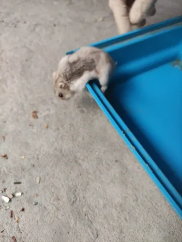 Hamster Filhote Macho Anão Russo