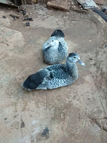 Patos filhotes 