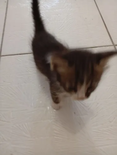 Gatos para adoção 