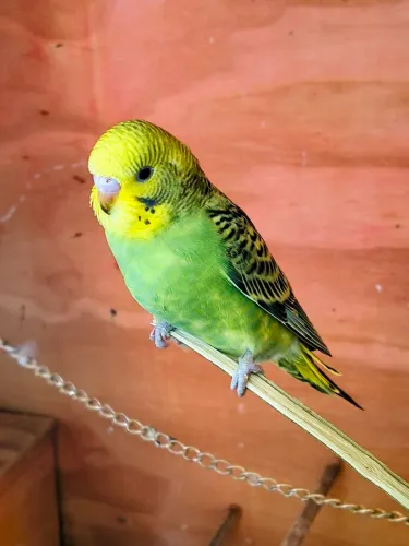 Disponível