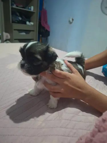 Shitu tzu femia disponível